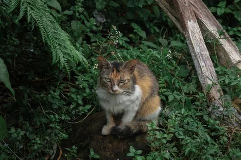 A wild cat Stock Photos