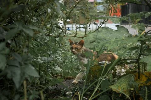 A wild cat Stock Photos