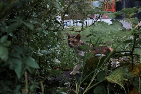 A wild cat Stock Photos