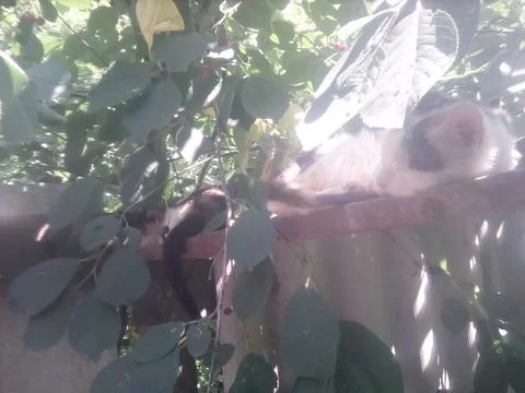 Wild cat Stock Photos