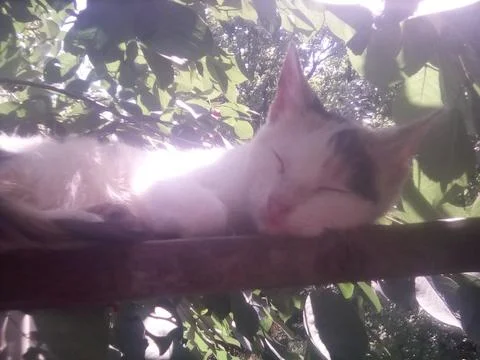 Wild cat Stock Photos