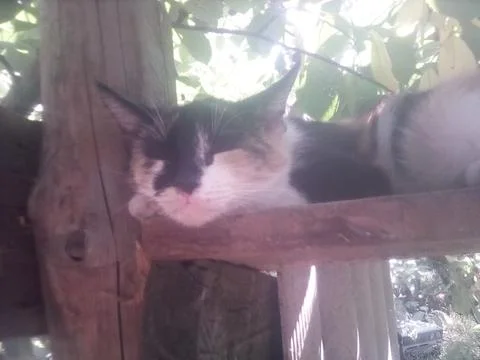 Wild cat Stock Photos