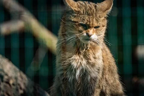 Wild cat resting among branches in a natural habitat, captured during daylight Stock Photos