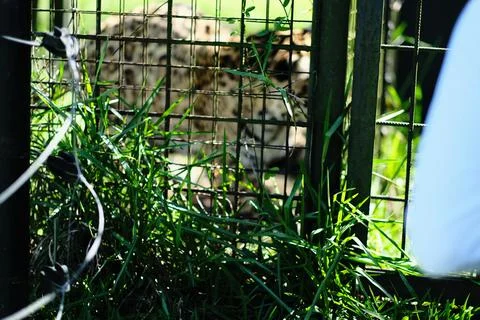 Wild cat resting in tall grass 32 Stock Photos