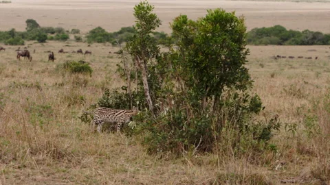 Wild cat serval on background of herd of wildebeest in Kenya. Video stock 230220368