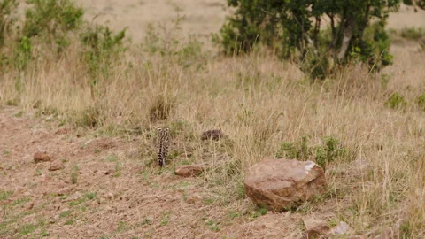 Wild cat serval. Stock Footage 229706694