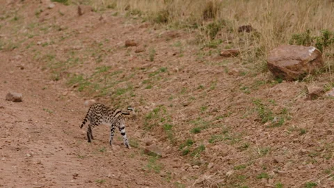Wild cat serval in Kenya. Stock Footage 229401670
