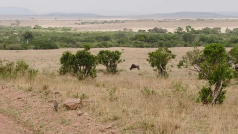 Wild cat serval walks majestically through dry grass in Kenya. Stock Footage 229619295