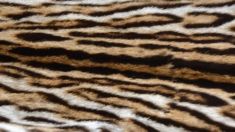 Wild cat skin Stock Footage 124291138