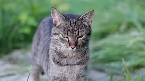 Wild cat slow motion looking close on camera Stock Footage 156856067