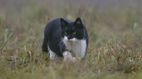 Wild cat sneaking Stock Footage 68671600