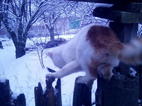 Wild cat with snow on background Stock Photos