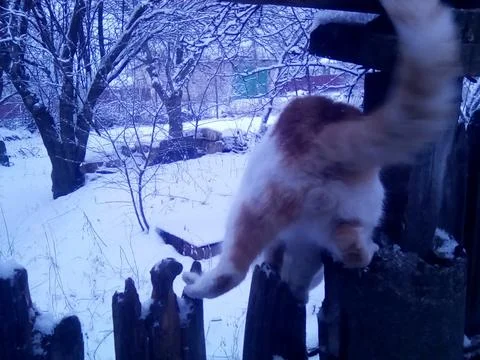 Wild cat with snow on background Stock Photos