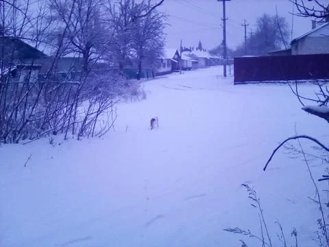 Wild cat with snow on background Stock Photos