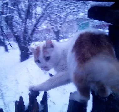 Wild cat with snow on background Stock Photos