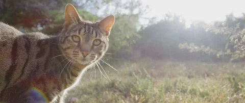 Wild cat staring at the camera on a sunny day Video stock 105436848