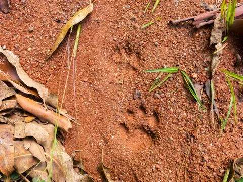 Wild cat steps on mud - semiotic indices Stock Photos