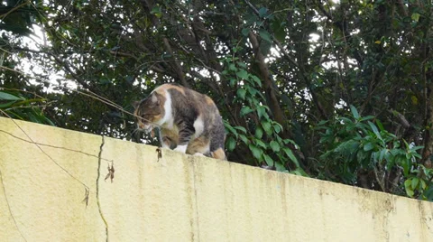 Wild cat on top of a wall Stock Footage 33937500