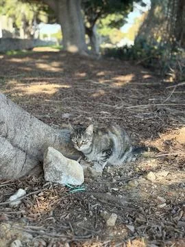 Wild Cat by a Tree Stock Photos