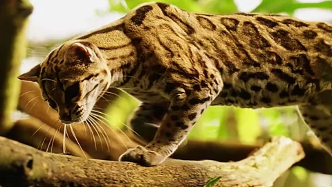 Wild Cat Walking on Branch Stock Footage 323142531