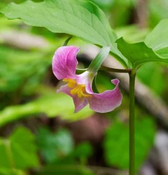 Wild Catesby's trillium Stock-Fotos