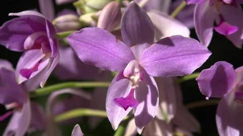 Wild Catleya in the bush Stock Footage 106979460