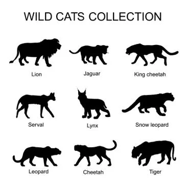 Wild cats collection vector silhouette illustration isolated on white イラスト素材