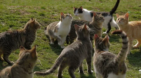 Wild cats Stock Footage 22479377