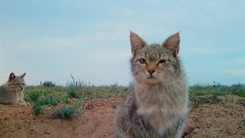 Wild cats Stock Footage 346065744