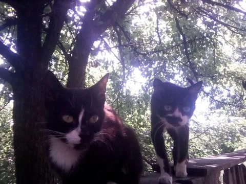 Wild cats Foto stock