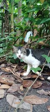 Wild cats Stock Photos