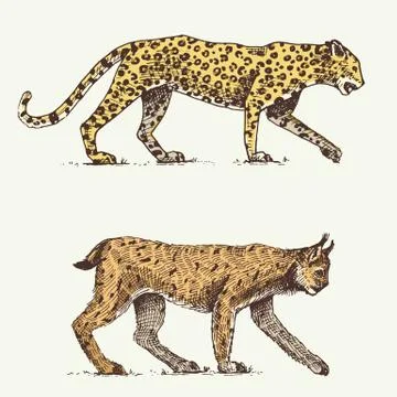 Wild cats set, leopard and Lynx engraved hand drawn in old sketch style, vintage Stock Illustration