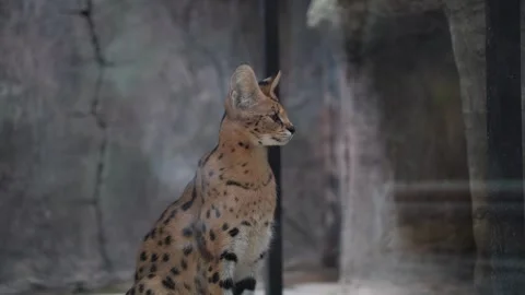 Wild cats under protection Stock Footage 294954079