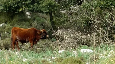 Wild cattle chewing along in Majorca, Mallorca Stock Footage 48763474