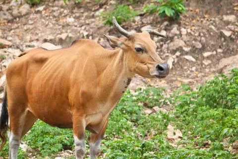 Wild cattle Stock Photos