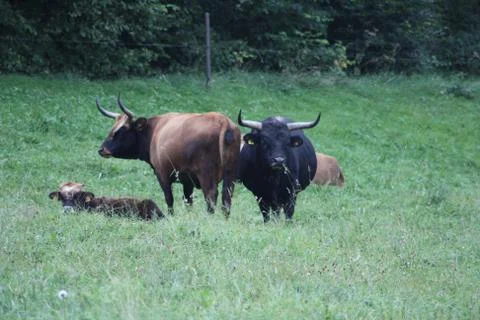 Wild Cattle Stock Photos