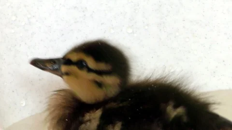 Wild-caught newborn duckling. Stock Footage 108558094