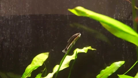 Wild Caught Otocinclus 库存影片 161118826
