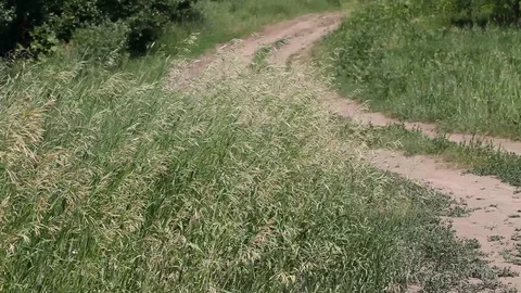 Wild cereal Stock Footage 94913965