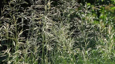 Wild cereal Stock Footage 94913972