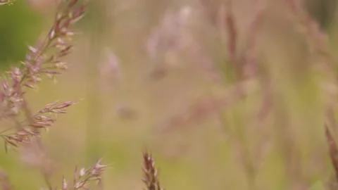 Wild cereal seeds in the wind Stock Footage 137589083