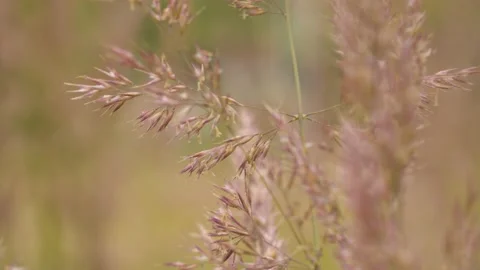 Wild cereal seeds in the wind Stock Footage 137589409