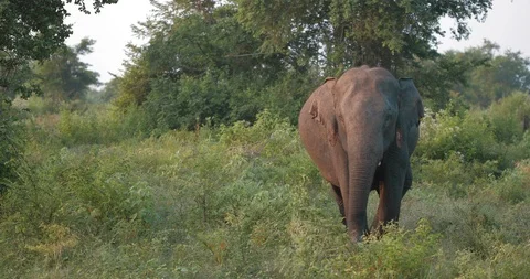 Wild Ceylon elephant in its natural habitat Video stock 86064089