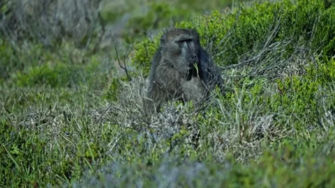 Wild Chacma Baboon Foraging for Food Across Dense Coastal Vegetation Vídeos de archivo 343083390