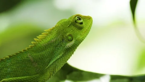 A wild Chameleon perched on a tree branch is looking at the situation around Stock Footage 220484603
