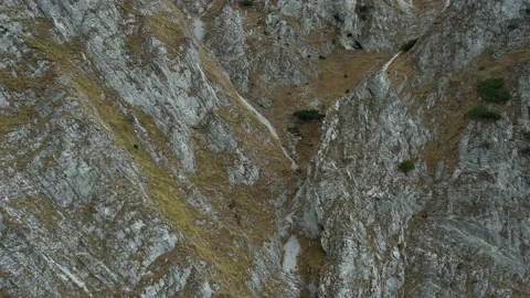 Wild chamois in the Carpathians Stock Footage 234205071