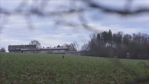 Wild chamois moving through forest undergrowth Stock Footage 323471725