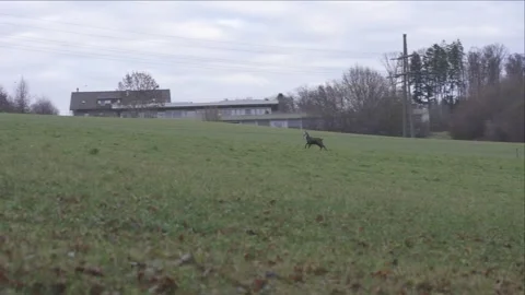 Wild Chamois Moving Through Forest Undergrowth Stock Footage 323472227