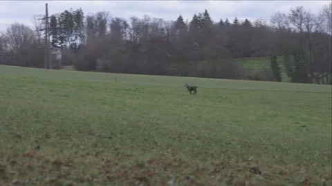 Wild chamois moving through forest undergrowth Stock Footage 323472343