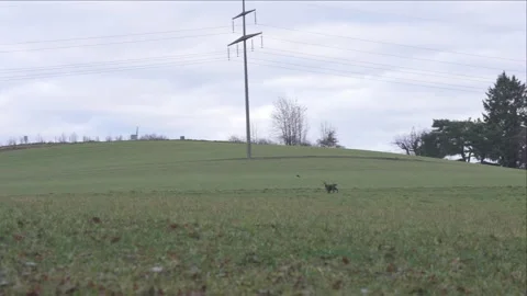 Wild chamois moving through forest undergrowth Stock Footage 323472388
